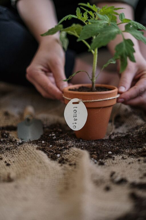 Simple Tips for Starting a Home Garden and Growing Your Own Vegetables